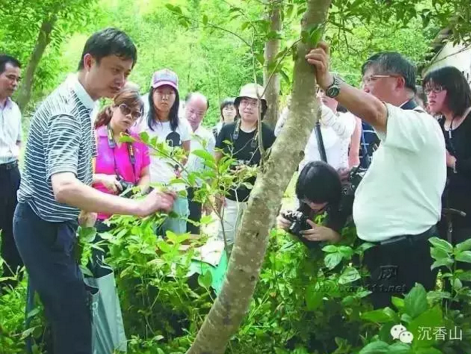 央視十臺 帶您走進(jìn)沉香山了解山中“鉆石”
